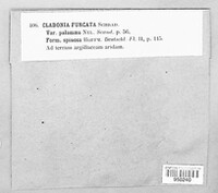Cladonia furcata image